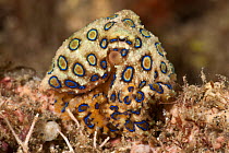Tropical blue-ringed octopus (Hapalochlaena lunulata) hunting on the coral. Lembeh Strait, North Sulawesi, Indonesia.