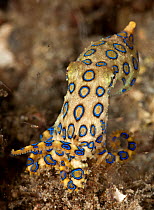 Tropical blue-ringed octopus (Hapalochlaena lunulata) hunting. Lembeh Strait, North Sulawesi, Indonesia.