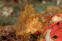Paddle-flap scorpionfish (Rhinopias eschmeyeri). Lembeh Strait, North Sulawesi, Indonesia.