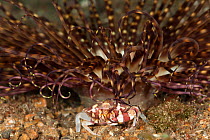 Swimmer crab / Harlequin crab (Lissocarcinus laevis) and Tube anemone. Lembeh Strait, North Sulawesi, Indonesia.