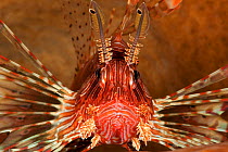Face of a Common lionfish (Pterios volitans) on top of the reef. Lembeh Strait, North Sulawesi, Indonesia