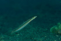 Threadfin sand diver (Trichonotus elegans) swimming over seabed, Lembeh Strait, North Sulawesi, Indonesia.