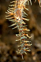 Ornate ghost pipefish (Solenostomus paradoxus), detail of the tail. Lembeh Strait, North Sulawesi, Indonesia.