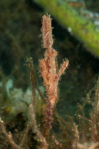 Ornate ghost pipefish (Solenostomus paradoxus) well-camouflaged amoung sea grass. Lembeh Strait, North Sulawesi, Indonesia.