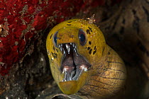 Fimbriated moray eel (Gymnothorax fimbriatus) with a cleaner shrimp. Lembeh Strait, North Sulawesi, Indonesia.