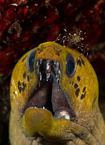 Fimbriated moray eel (Gymnothorax fimbriatus) with a cleaner shrimp. Lembeh Strait, North Sulawesi, Indonesia.