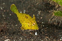 Diamond filefish (Rudarius excelsus) Lembeh Strait, North Sulawesi, Indonesia.