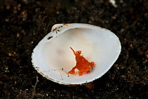 Baby orange Painted frogfish (Antennarius pictus) in a shell on the coral rubble. About 4mm in size. Lembeh Strait, North Sulawesi, Indonesia.