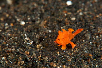 Baby orange Painted frogfish (Antennarius pictus) on the coral rubble. About 4mm in size. Lembeh Strait, North Sulawesi, Indonesia.