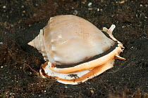 Bonnet snail (Phalium sp) Lembeh Strait, North Sulawesi, Indonesia.