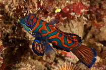 Mandarinfish (Synchiropus splendidus) on coral rubble. Lembeh Strait, North Sulawesi, Indonesia.