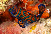 Mandarinfish (Synchiropus splendidus) on coral rubble. Lembeh Strait, North Sulawesi, Indonesia.