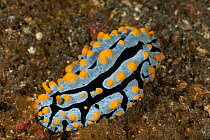 Nudibranch (Phyllidia varicosa) on the sandy sea bed. Lembeh Strait, North Sulawesi, Indonesia.
