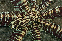 Mimic octopus (Thaumoctopus mimicus) head and body, seen from above. Lembeh Strait, North Sulawesi, Indonesia.