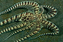 Mimic Octopus (Thaumoctopus mimicus) on the sea bed. Lembeh Strait, North Sulawesi, Indonesia.