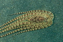 Mimic Octopus (Thaumoctopus mimicus) impersonating a flatfish or flounder. Lembeh Strait, North Sulawesi, Indonesia.