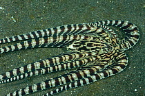 Mimic Octopus (Thaumoctopus mimicus) swimming along the sea bed. Lembeh Strait, North Sulawesi, Indonesia.