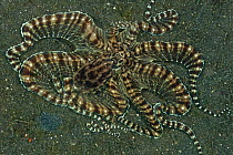 Mimic Octopus (Thaumoctopus mimicus) on the sea bed. Lembeh Strait, North Sulawesi, Indonesia.