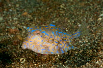 Thornback cowfish (Lactoria fornasini). Lembeh Strait, North Sulawesi, Indonesia.