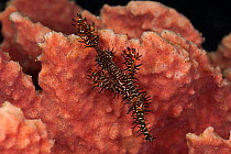 Ornate ghost pipefish (Solenostomus paradoxus) on pink coral. Lembeh Strait, North Sulawesi, Indonesia.