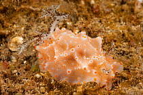 Nudibranch (Halgerda malesso) on the sea bed. Lembeh Strait, North Sulawesi, Indonesia.
