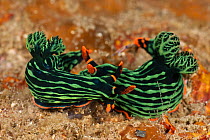 Brightly coloured Nudibranchs (Nembrotha kubaryana) on the sea bed. Lembeh Strait, North Sulawesi, Indonesia