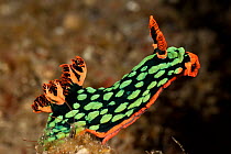 Brightly coloured Nudibranch (Nembrotha kubaryana) perched on a piece of coral. Lembeh Strait, North Sulawesi, Indonesia
