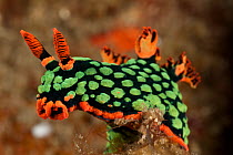 Brightly coloured Nudibranch (Nembrotha kubaryana) perched on a piece of coral. Lembeh Strait, North Sulawesi, Indonesia