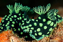 Nudibranchs (Nembrotha cristata). Lembeh Strait, North Sulawesi, Indonesia.