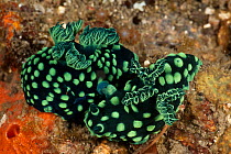 Nudibranchs (Nembrotha cristata). Lembeh Strait, North Sulawesi, Indonesia.
