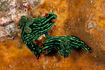 Nudibranchs (Nembrotha kubaryana) mating.  Lembeh Strait, North Sulawesi, Indonesia