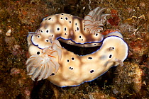 Nudibranchs (Risbecia Tryoni) mating. Lembeh Strait, North Sulawesi, Indonesia.