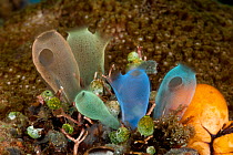 Blue club tunicates / ascidians / sea squirts (Rhopalaea crassa). Lembeh Strait, North Sulawesi, Indonesia.