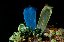 Blue club tunicates / ascidians / sea squirts (Rhopalaea crassa). Lembeh Strait, North Sulawesi, Indonesia.