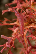 Coral shrimp (Tozeuma sp.) well camouflaged among purple fronds. Lembeh Strait, North Sulawesi, Indonesia.
