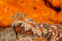 Nudibranch (Glossodoris cincta). Lembeh Strait, North Sulawesi, Indonesia.