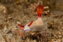 Nudibranch (Hypselodoris bullocki). Lembeh Strait, North Sulawesi, Indonesia.