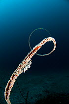 Zanzibar whip coral shrimp (Dasycaris zanzibarica) camouflaged on whip coral, Lembeh Strait, North Sulawesi, Indonesia.
