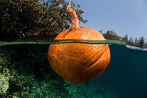 Floating fruit of a Cannonball mangrove (Xylocarpus granatum) which when opened has seeds like a natural puzzle. Lembeh Strait, North Sulawesi, Indonesia, September 2009