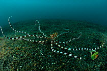 Wonderpus (Wonderpus photogenicus) on the sea bed with arms spread. Lembeh Strait, North Sulawesi, Indonesia.