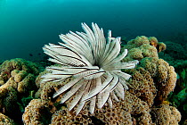 Fan worm / feather duster worm (Sabellastarte indica) on coral. Lembeh Strait, North Sulawesi, Indonesia