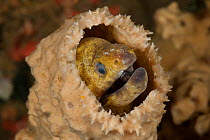 Yellow-margined / Yellow edged moray eel (Gymnothorax flavimarginatus) in a sponge. Lembeh Strait, North Sulawesi, Indonesia.
