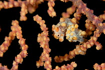 Pygmy seahorse (Hippocampus bargibanti) well camouflaged on a Fan coral (Muricela sp). Lembeh Strait, North Sulawesi, Indonesia.