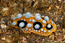 Nudibranch (Phyllidia ocellata). Lembeh Strait, North Sulawesi, Indonesia.