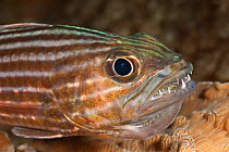 Male Tiger cardinalfish (Cheilodipterus macrodon) with eggs brooding in its mouth. Lembeh Strait, North Sulawesi, Indonesia.