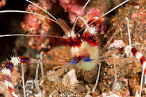 Banded boxer / coral shrimp (Stenopus hispidus) showing long antennae. Lembeh Strait, North Sulawesi, Indonesia.