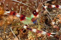 Banded boxer shrimp (Stenopus hispidus). Lembeh Strait, North Sulawesi, Indonesia.