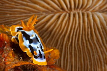 Nudibranch (Chromodoris annae) with Mushroom coral in the background. Lembeh Strait, North Sulawesi, Indonesia.
