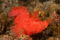 Paddle-flap Scorpionfish (Rhinopias eschmeyeri). resting on seabed, Lembeh Strait, North Sulawesi, Indonesia.