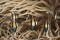 RF- Schooling Banggai cardinalfish (Pterapogon kauderni) in anemone tentacles. Lembeh Strait, North Sulawesi, Indonesia. (This image may be licensed either as rights managed or royalty free.)